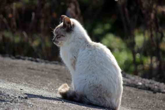 我が家のニャンコ♪2014/02/13-3