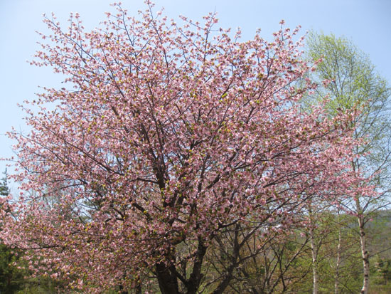 御殿桜