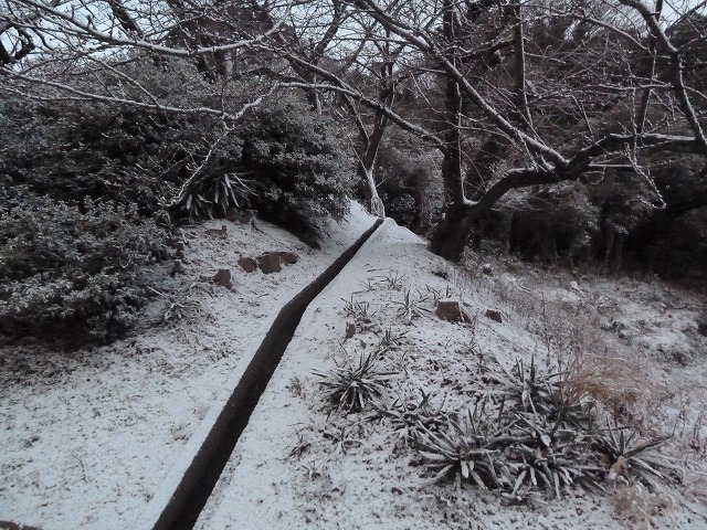 警固屋k初積雪　平成25年1月28日 3