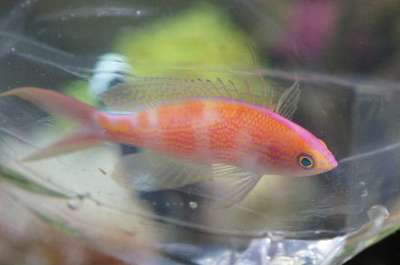 2015_0220ｱｻﾋﾊﾅｺﾞｲ大0003.JPG