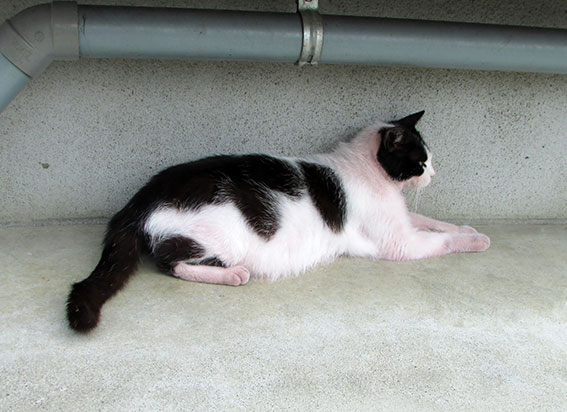 我が家のニャンコ♪2015/5/8-2