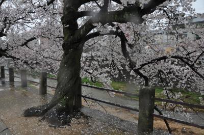 雨に濡れる芦屋川の桜