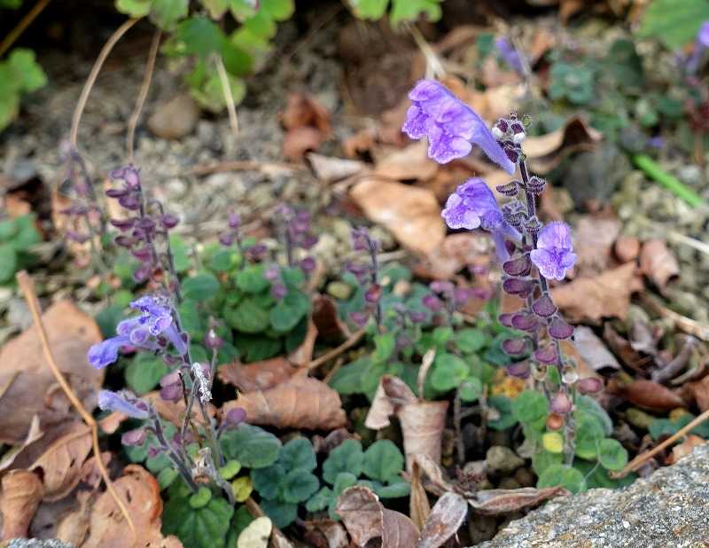 11月23日 今日の一花 コバノタツナミソウ 小葉の立浪草 Gazengamaのブログ 散歩中に出合った花と趣味の陶芸作品 楽天ブログ