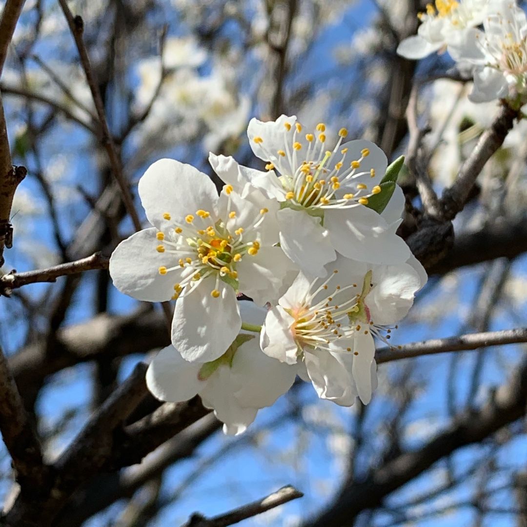 スモモの花にうってつけの日 ポポイ アンフラマンス ホウ のブログ 楽天ブログ