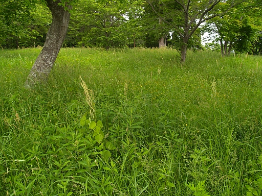 6.03松森城へ散歩7.JPG