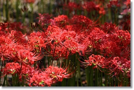 狐山古墳-5 ヒガンバナ-5 13.9.24