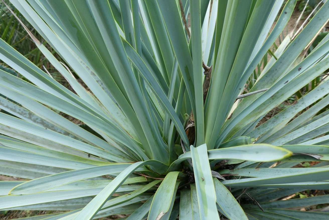 ユッカ・リギダ(Yucca rigida)～開花その後 | 小平太1098の