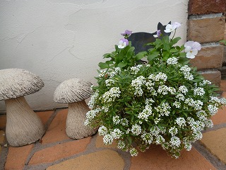 P1250326ss.jpg