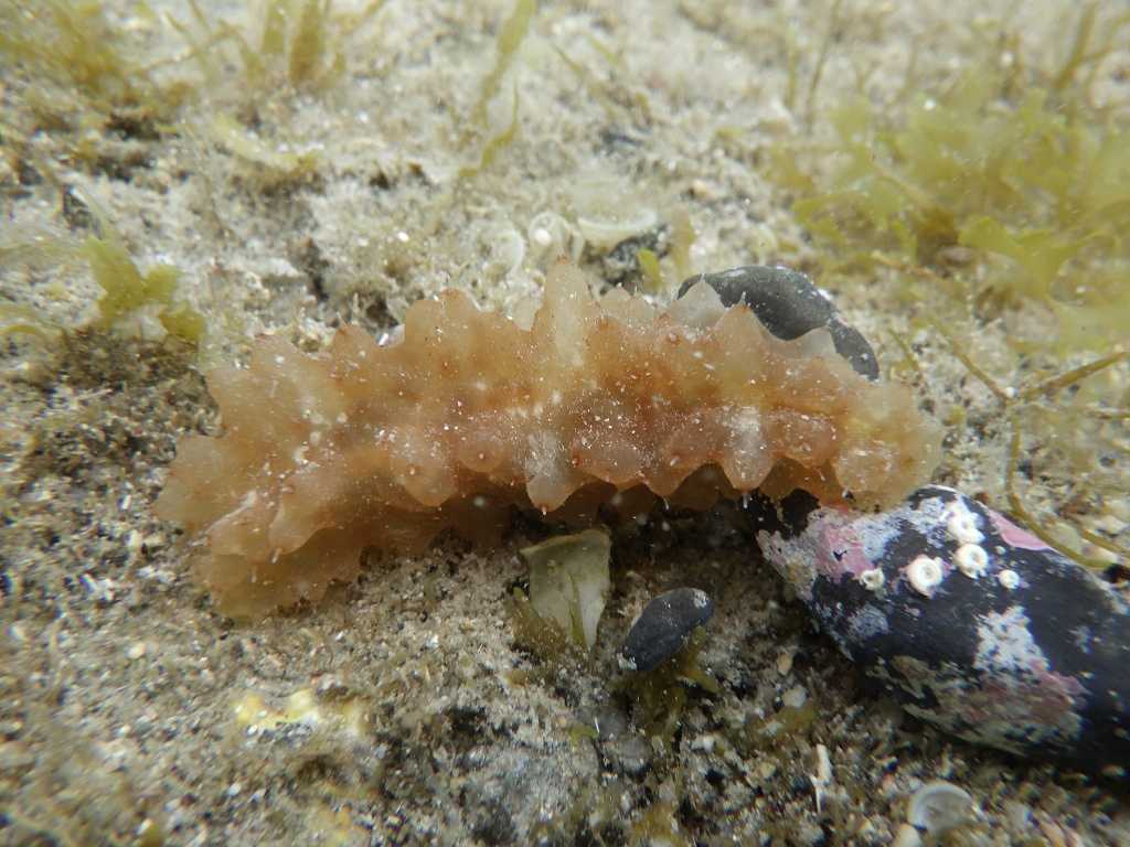 串本磯採集2023年7月上旬33　アカオニナマコ（Stichopus naso）