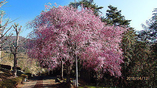 P4123252h2.jpg