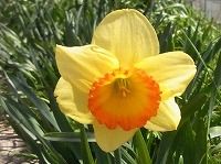 １月４日の誕生花 スイセン 黄 の花言葉 私の愛にこたえて まぶしい黄色の花の願い 私のもとへ帰って もう一度愛して下さい 弥生おばさんのガーデニングノート 花と緑の365日 楽天ブログ