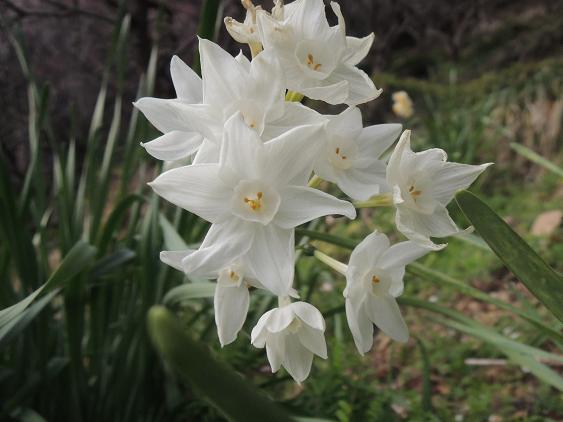 白の八重の水仙