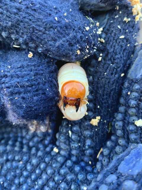 オオクワガタ採集 ペット用品 オオクワガタ特大78.6㎜ 初令幼虫