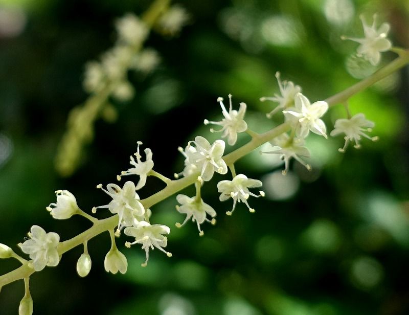 10月12日 今日の一花 その２ オカワカメ 陸若布 Gazengamaのブログ 散歩中に出合った花と趣味の陶芸作品 楽天ブログ