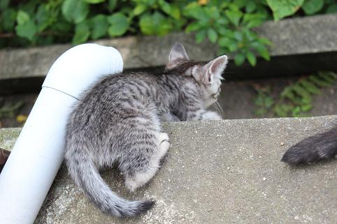 IMG_2556 - コピー.JPG