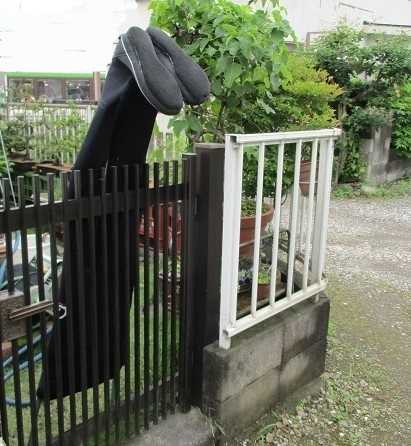 フォト蔵の使い方 ジュラのお散歩花日記 楽天ブログ