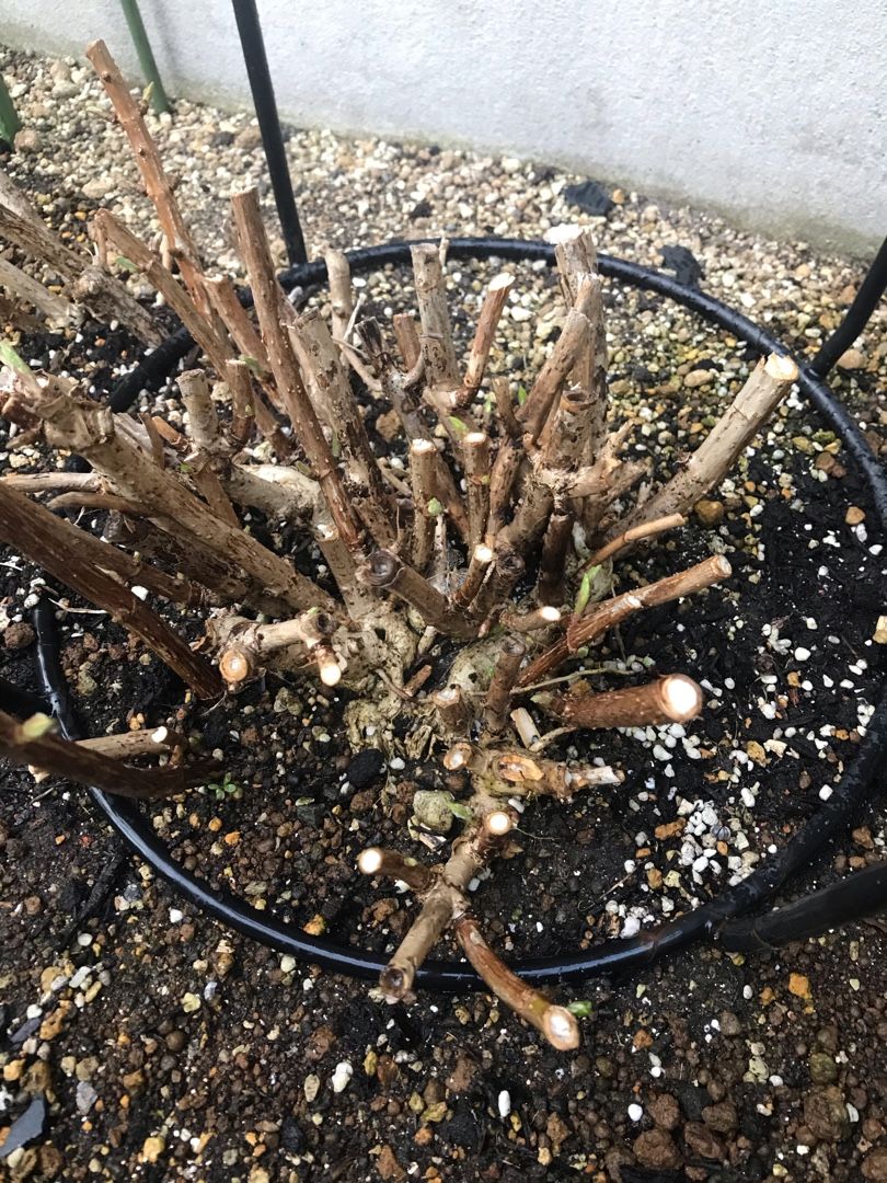 アナベルの新芽と挿し木 りんすいのブログ 楽天ブログ
