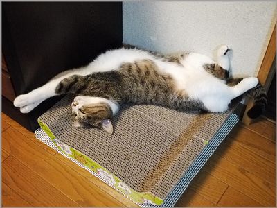 どんだけ好き～？