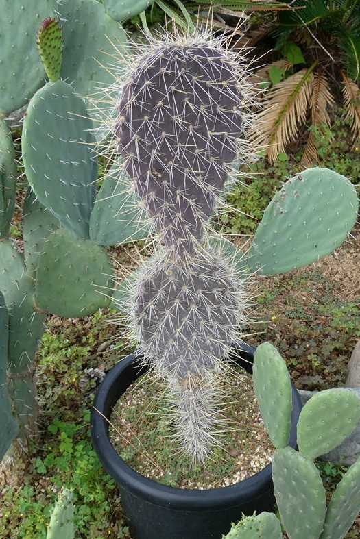 ガラパゴス団扇大株黒肌強棘opuntia galapageiaガラパゲイア傷有り 2025年最新】ガラパゲイアの人気アイテム - メルカリ