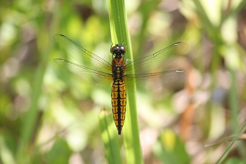 IMG_2042 (800x533).jpg