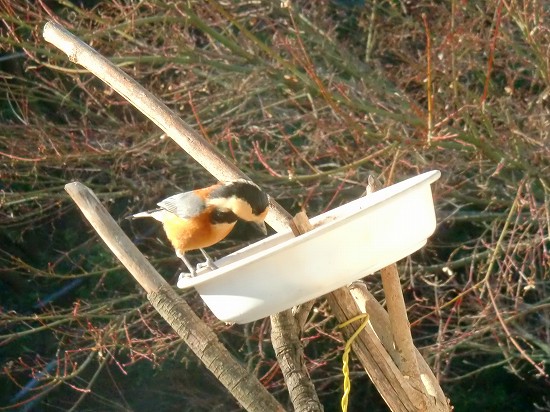 冬の野鳥 009.jpg