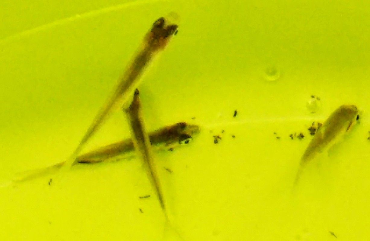 ガサガサ漁で採れたクチボソ 怒ってるザリガニ クチボソではない魚 ゆうのお料理日記 農業もやるよ ギフテッドの教育法も 楽天ブログ