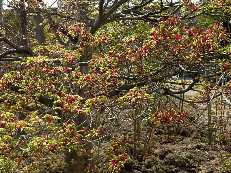 3月21日 今日の一花 その２ モミジ 紅葉 Gazengamaのブログ 散歩中に出合った花と趣味の陶芸作品 楽天ブログ