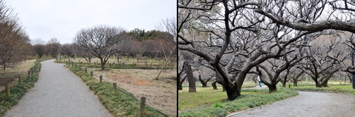 koshigaya_ume03.jpg