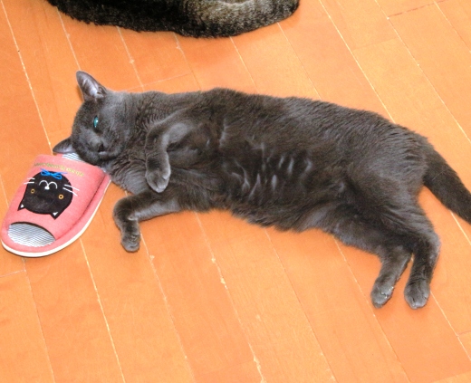 20160427ﾌｰ03.jpg