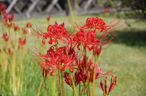 旧芝離宮恩賜庭園の彼岸花