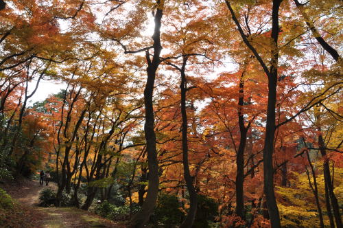 寺家公園　紅葉