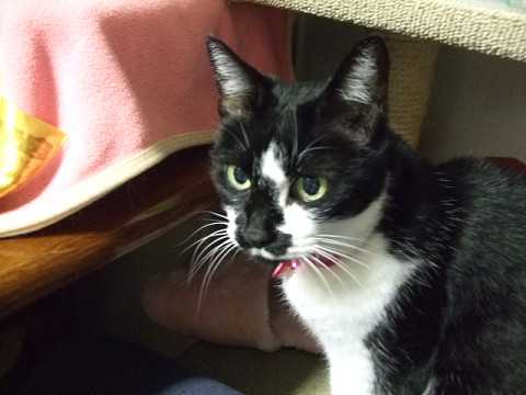 がん闘病と時々猫・花など