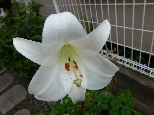 75 高砂百合