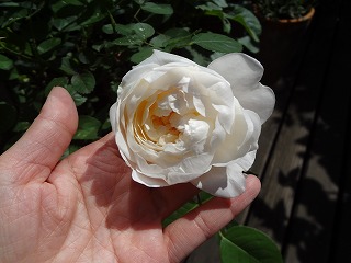 DSC00918.jpg