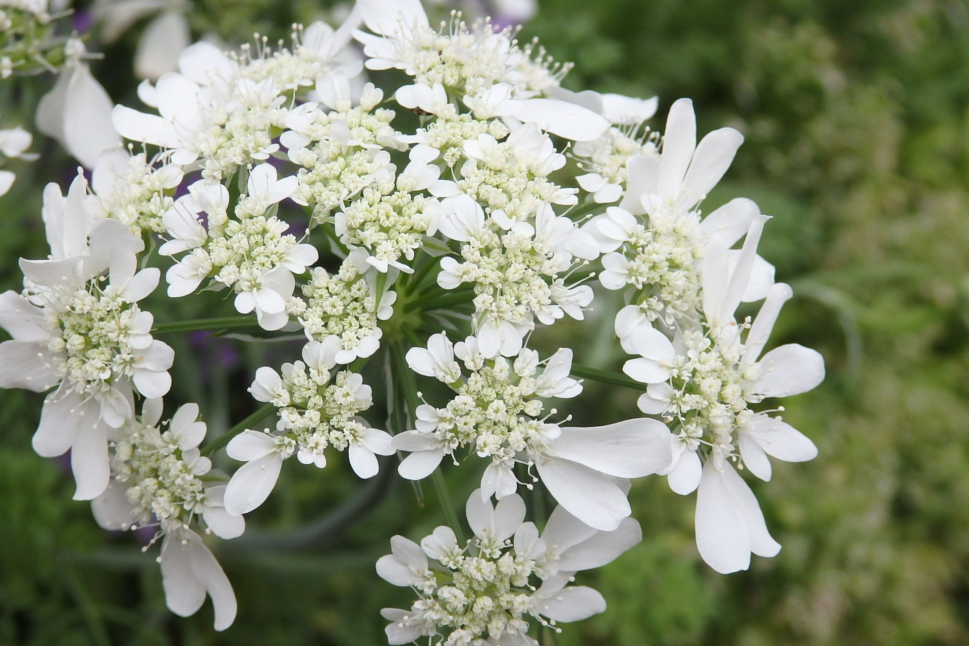 白いお花 オルラヤ ホワイトレースフラワー Quatre Saisons ベランダとお庭の四季 楽天ブログ