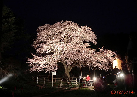 室蘭市内の夜桜.jpg