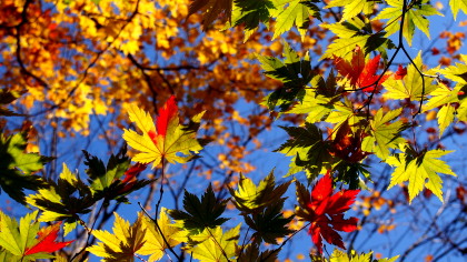 紅葉　10.21　2015　ｐ