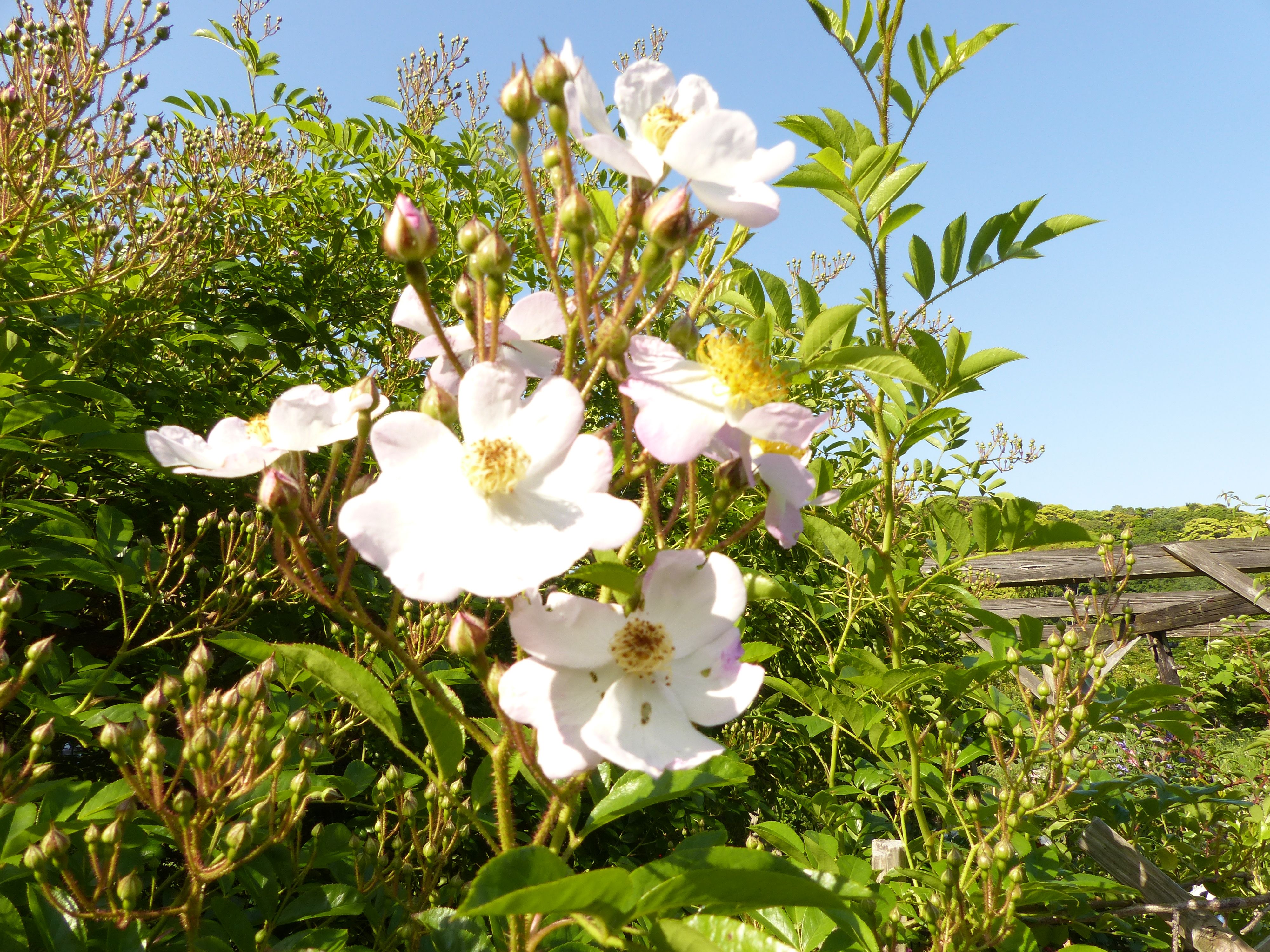 匂う垣根に バイカウツギの花 オープンガーデン 楽天ブログ