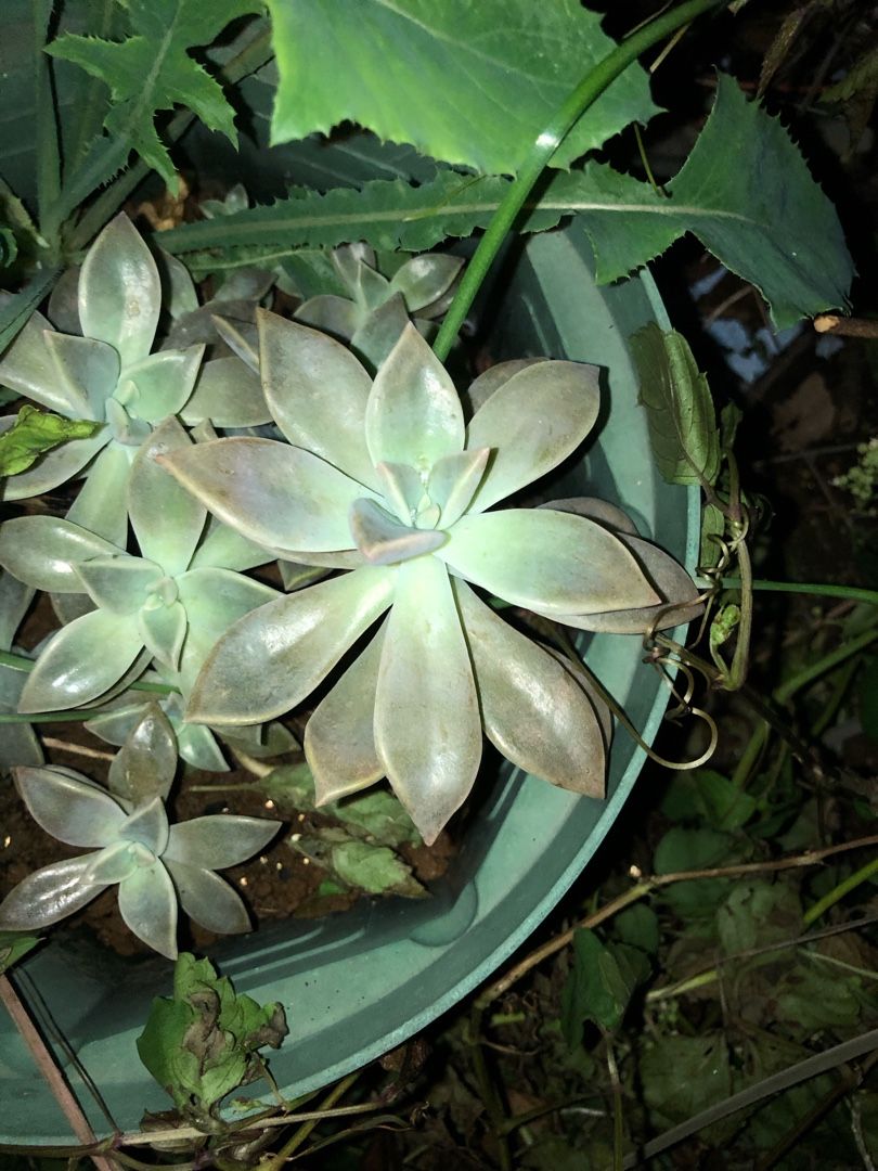 地植え多肉たち 有 かえる商会 楽天ブログ