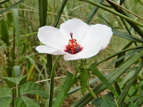 ヤノネボンテンカ（別名タカサゴフヨウ） (3).JPG