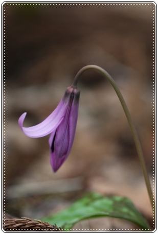 平栗-7 カタクリ-7 13.3.3