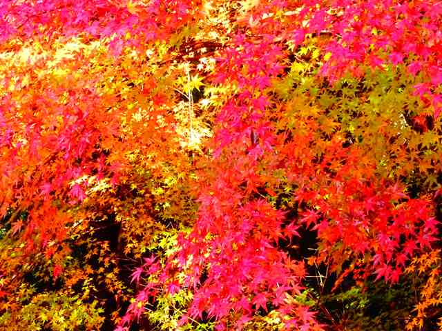 DSC08173_R.JPG