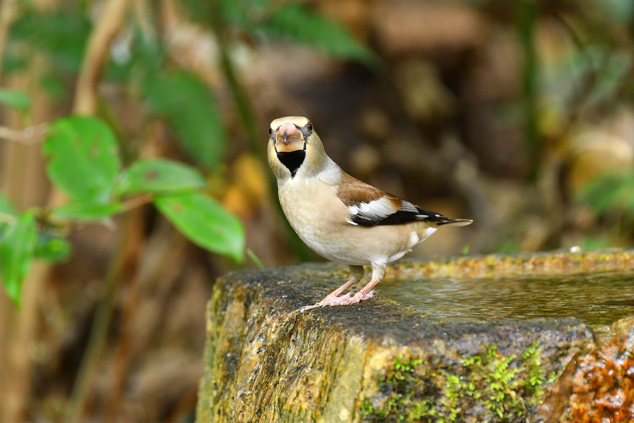 久方ぶりに京都御苑を訪ねる 冬鳥を訪ねて その2 野鳥との日常生活を綴る 楽天ブログ