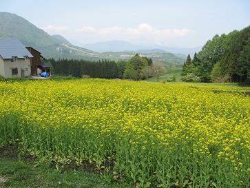 菜の花畑.JPG