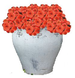 1.21x1.jpg