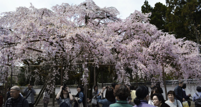 醍醐寺10