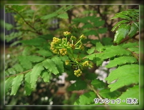 1604サンショウ雄木.JPG