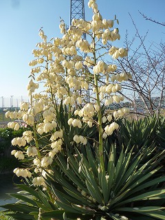 P1270069ss.jpg