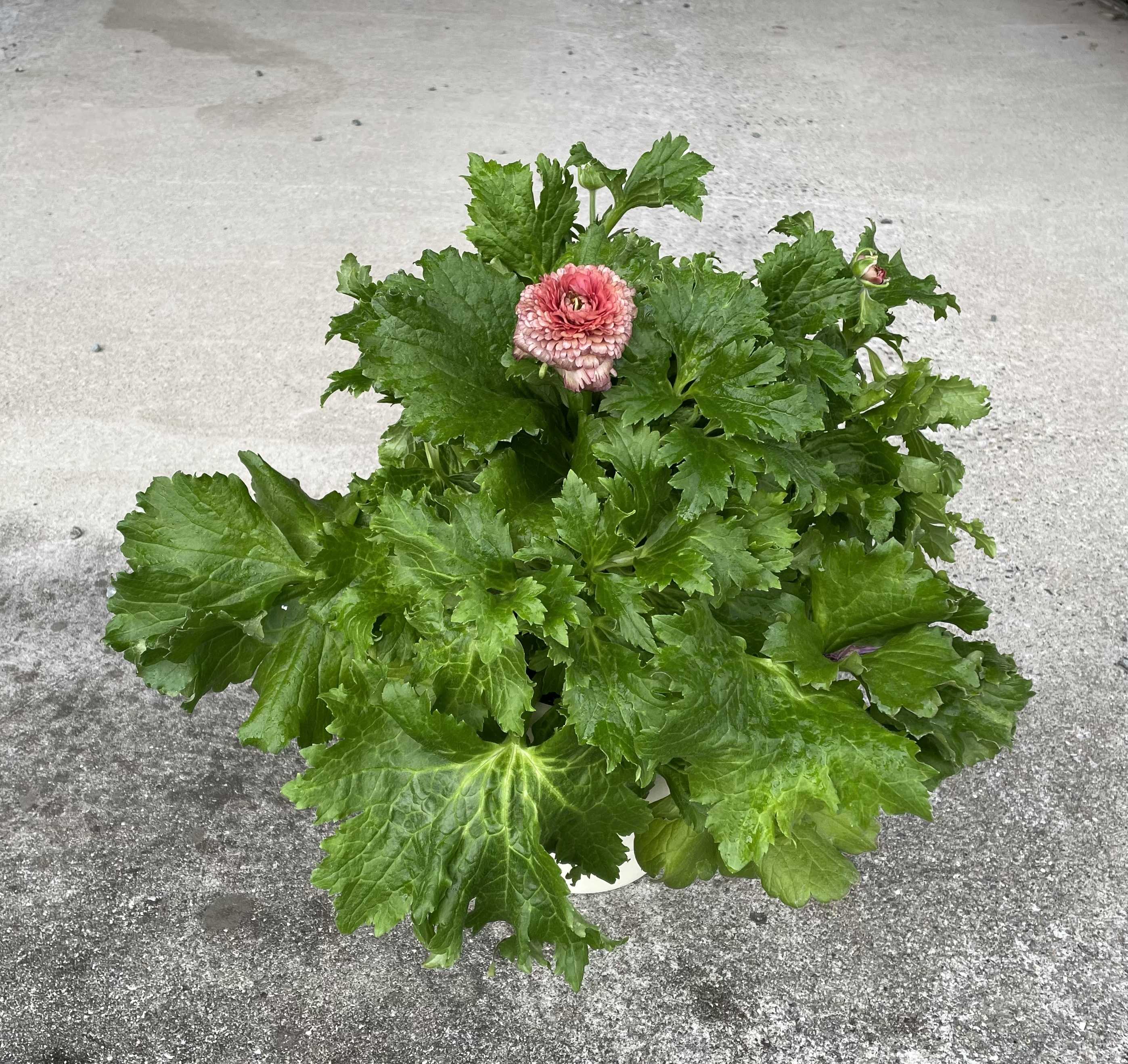 【きりとばらとほしと】 ( 漫画、コミック ) 風こぞうのブログ Yahoo!ブログ