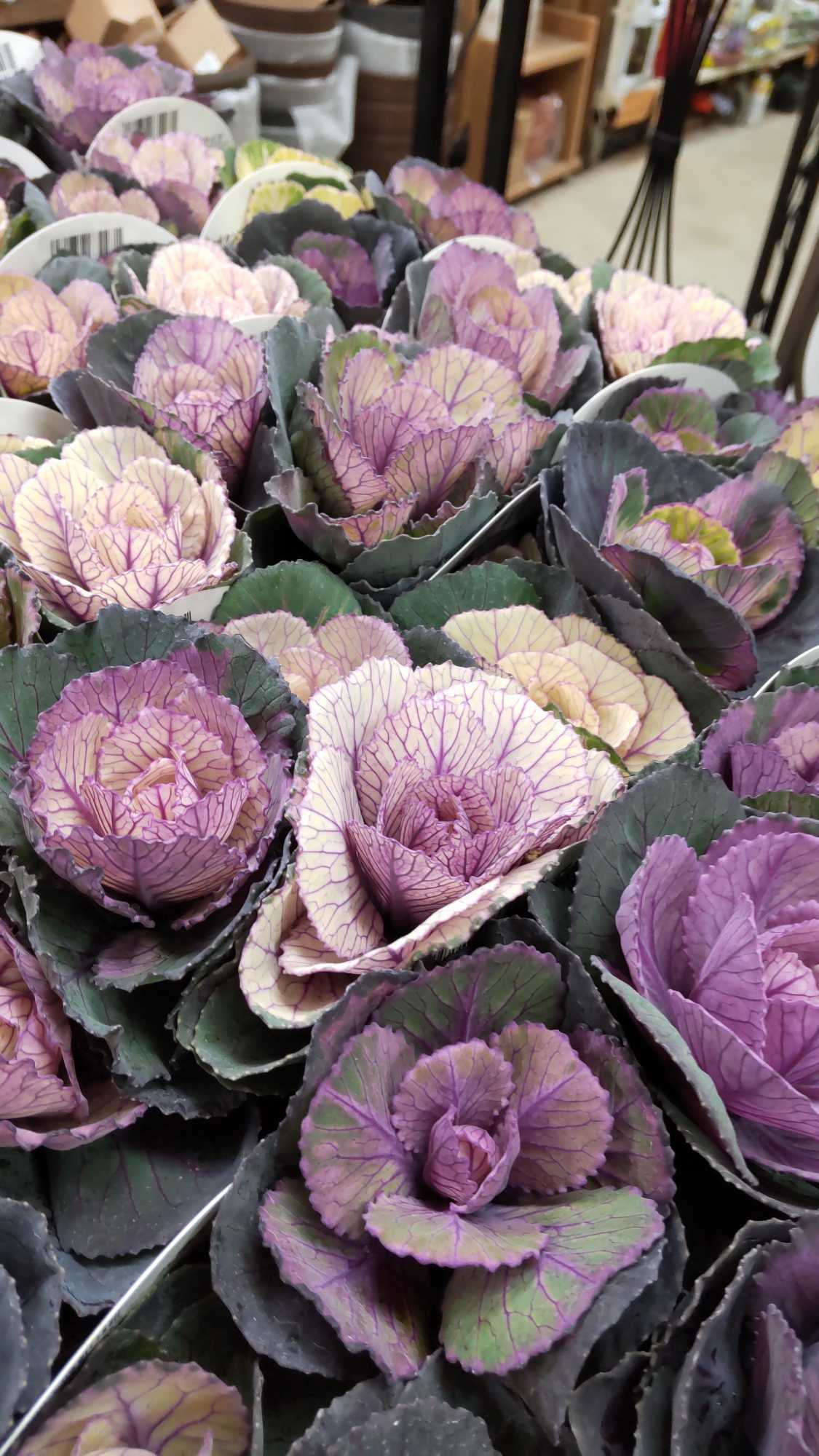 葉牡丹 クラシカルポンポン 田舎の花屋日記 楽天ブログ